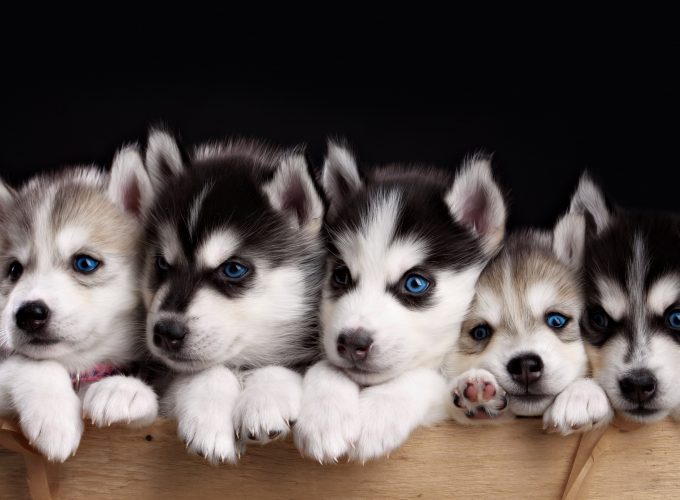 Wallpaper Husky, puppy, cute animals, 4k, Animals 975404171
